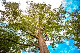 Best Residential Tree Removal  in Covington, LA